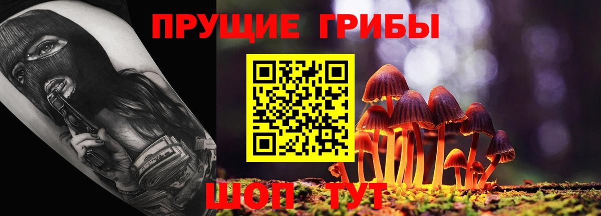 Псилоцибиновые грибы Psilocybe Чернушка